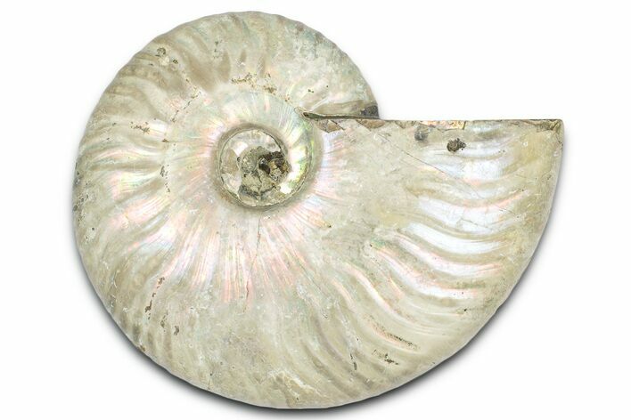 Silver Iridescent Ammonite (Cleoniceras) Fossil - Madagascar #328386